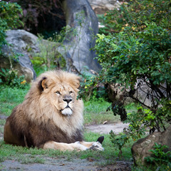 Fototapeta na wymiar Majestatyczny lew