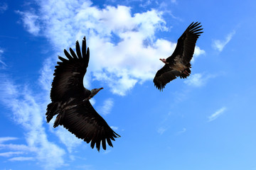 Two condors