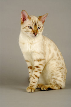 Chat / Race : Bengal / Robe : Seal Tabby Point