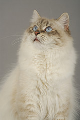 Chat / Race : Sibérien / Robe : Neva Masquerade Bleu Tabby