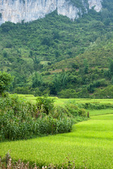 Fototapeta na wymiar Rice terraces in front of hills