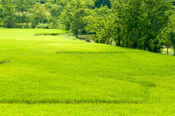 Rice terraces near Bamei Village (3)