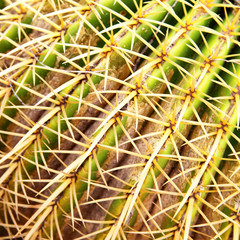 Golden barrel cactus