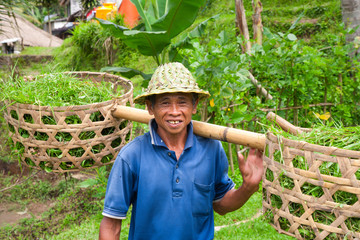 Rice farmer