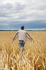 Naklejka na ściany i meble The man among a wheaten field