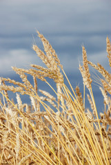 Fototapeta premium Wheat