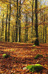 Gold autumn colors in beech forest