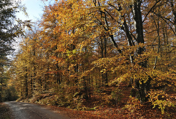 Asphalt road in the middle of autumn forest