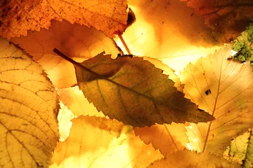 Türaufkleber Helles, hintergrundbeleuchtetes Herbstlaub © Ross C