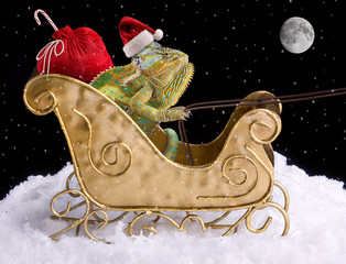 Chameleon Santa