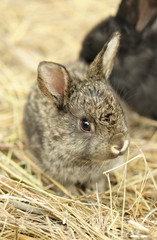 Rabbit on a hay
