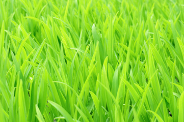 Fototapeta na wymiar Young green grass