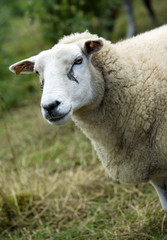 Obraz premium mouton