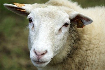 Obraz premium mouton