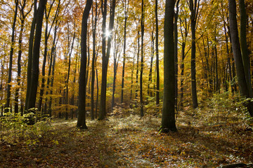 Buchenwald im Herbst