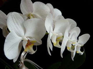 Phalaenopsis 2