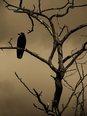 black raven sitting on a dry tree