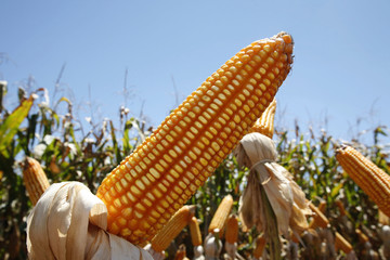 corn fields © Casa.da.Photo