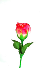 Obraz premium pink rose with copyspace isolated