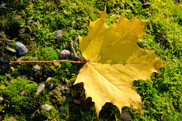 Żółty jesienny liść klonu leżący na mchu