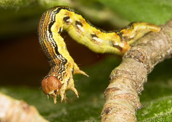 Zimowek ogołotniak Erannis defoliaria