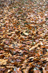 Autumn leaves