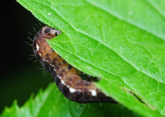 Zimiczka bukówka Eupsilia transversa © Gucio_55