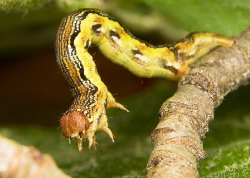 Zimowek ogołotniak Erannis defoliaria