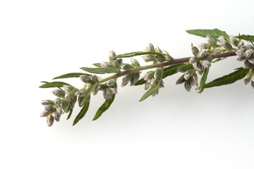Beifuss; Artemisia; vulgaris