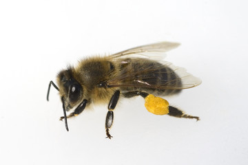 Biene; Pollenhoeschen
