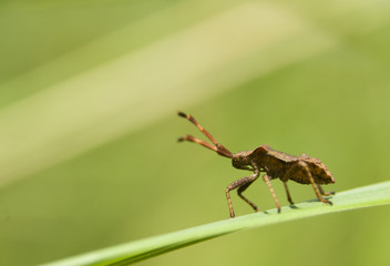 Wtyk straszyk Coreus marginatus