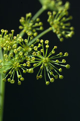 Dilldolde; Dill; Anethum graveolens
