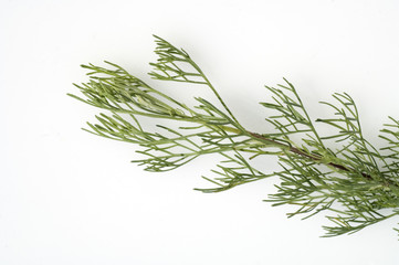 Eberraute; Artemisia abrotanum
