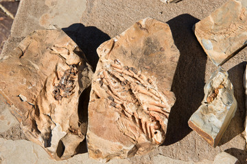 Mesosaurus Fossil