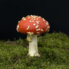 Fliegenpilz; Amanita