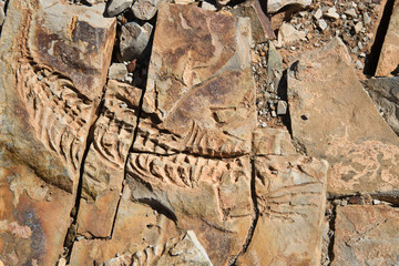 Mesosaurus Fossil - 27176073