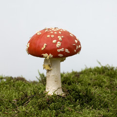 Fliegenpilz; Amanita