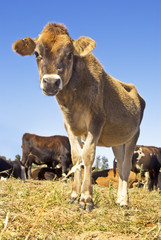 Cute young cow looking curiously  at the photographer