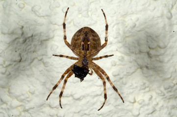 Kreuzspinne; Beute