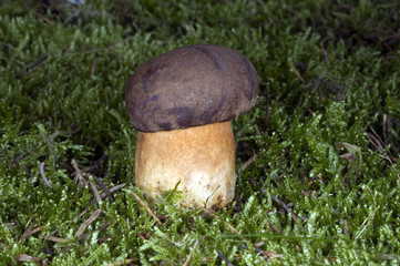 Maronenroehrling, Junger