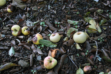 Manzana verde (malus domestica)