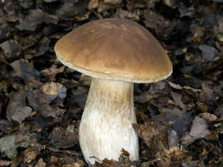 Steinpilz; Boletus edulis;