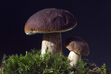 Steinpilz; Boletus edulis; Herrenpilz