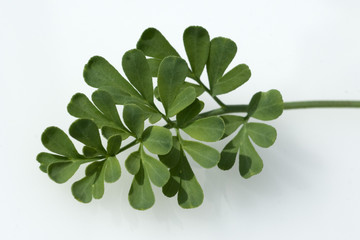 Weinraute; Ruta graveolens