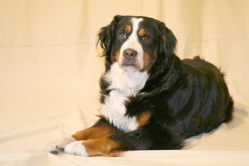 Berner Sennenhund