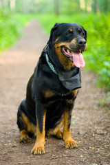 Dog of breed rottweiler