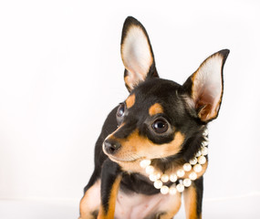 Russian toy terrier