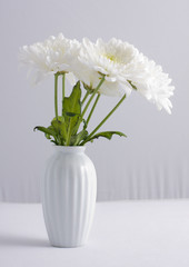 white Chrysanthemum.