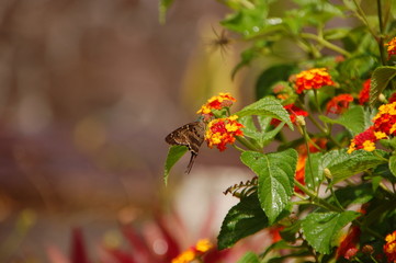 Le papillon dans les fleurs