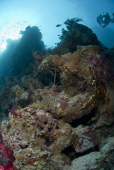 Naklejka na ściany i meble Opuszczone nielegalne linie rybackich na tropikalnej rafy koralowej zdrowego